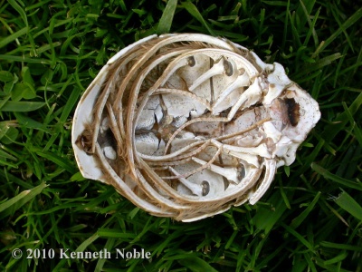 skeleton of common spider crab (Maja brachydactyla) Kenneth Noble